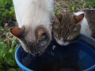  cat doing daily actions photographed up close