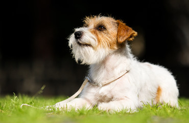 long-haired jack russell dog looking