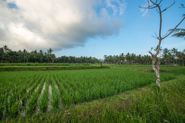 A beautiful view of Bali in Indonesia.