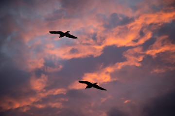Fototapeta na wymiar Seagulls flying free in the winter