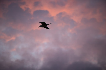 Fototapeta premium Seagulls flying free in the winter