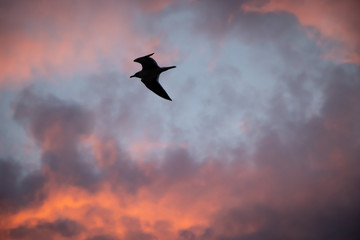 Seagulls flying free in the winter