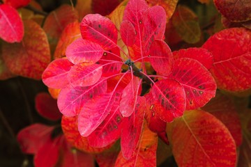 Nahaufnahme buntes Herbstlaub in rot und orange