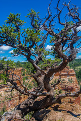 Fototapeta na wymiar Grand Canyon Tree