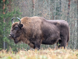 European Bison