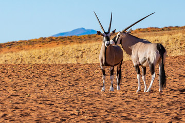 Oryx Antilopen berühren sich zärtlich am Rande der Namib, Namibia