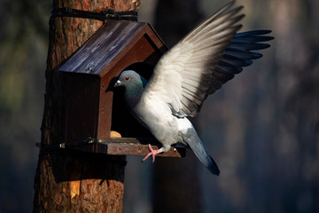 gołąb na karmiku © Dariusz Grochal 