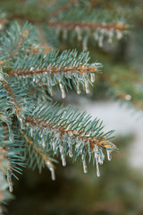 Branches of blue spruce in ice after freezing rain.