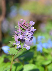 Pink and lilac corollas of Corydalis solida floret, blooming in the large inflorescence, on a blurred forest background