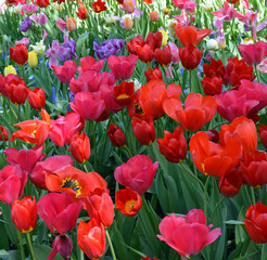 landscape of tulips in holland multicolored with green blue and mostly red.