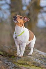 Jack Russell Terrier for a walk in the autumn forest.