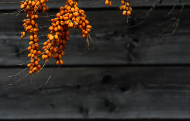 Orange berries hang on dry branches in winter against a dark background of a wooden fence with room for text