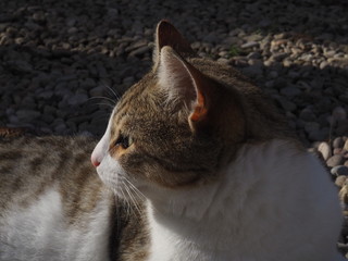  cat doing daily actions photographed up close