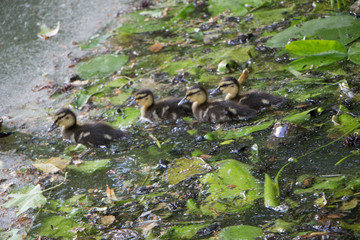 Crías de patos nadando