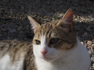  cat doing daily actions photographed up close