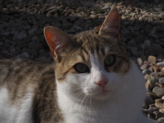  cat doing daily actions photographed up close