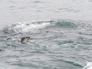 Seal