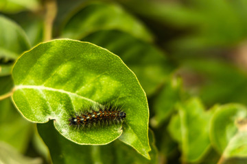 close up caterpillar on leaf