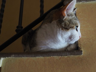  cat doing daily actions photographed up close