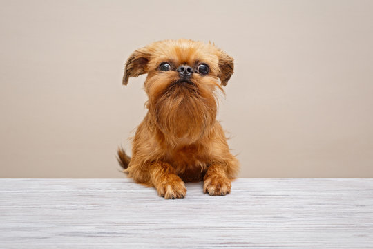 Puppy Brussels Griffon