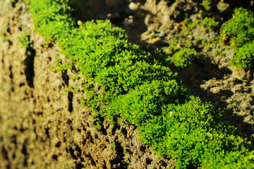 Closeup of moss