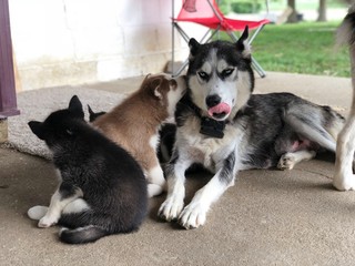 Husky with puppies