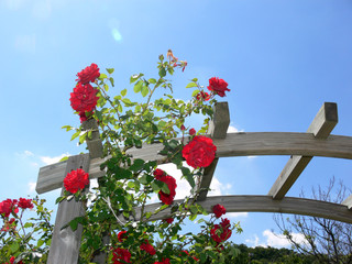 Red climbing rose with blue sky