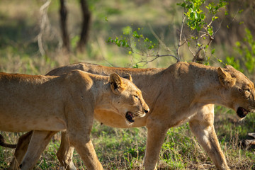 Lion pride on the move and drinking water