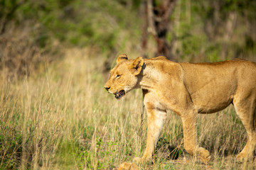 Lion pride on the move and drinking water