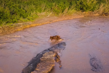 Grizzly brown bear catches salmon in river. Bear hunts spawning