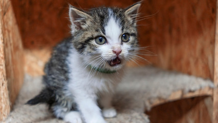 Charming multi-colored kitten sits on the table. Animal and homeless concept.
