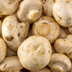 Cultivated button mushrooms close-up. Fresh mushrooms.
