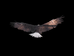 Eagle with opened wings isolated