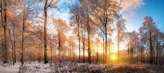Panoramic winter landscape at sunset, with vibrant blue sky and gold rays of light illuminating the snow covered trees 