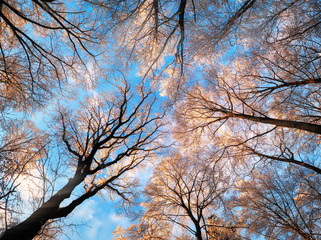 Forest canopy in winter with snow covered treetops and deep blue sky
