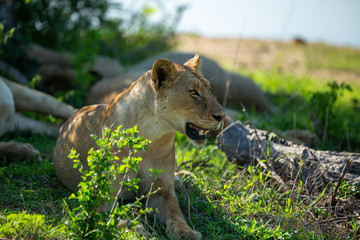 Lion pride on the move and drinking water