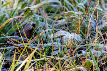 Close up green grass covered with early autumn frost