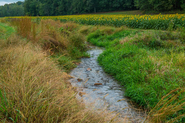 Obraz premium Sunflower field with a creek