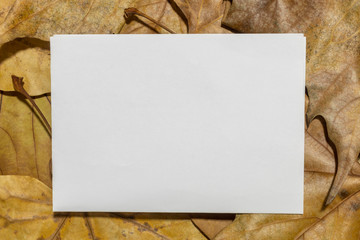 Blank White Paper on Autumn Leaves Background