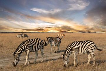 Fototapeta na wymiar Zebra African animal standing on steppe pasture, autumn safari landscape.