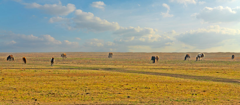 Horses  feeding in steppe, autumn panoramic landscape. Askania-Nova is a biosphere reserve (sanctuary) located in Kherson region, Ukraine.