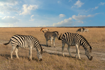 Fototapeta na wymiar Zebra African animal standing on steppe pasture