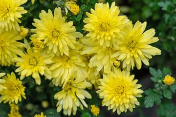 chrysanthemum yellow flowers with dew drops close up, natural autumn background.