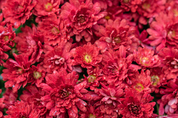 chrysanthemum red flowers with dew drops