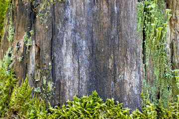 Rahmen aus  Moos und Pilzen auf altem Baumstamm mit freiem Platz