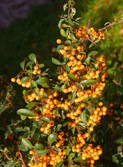 Fototapeta premium yellow fruits of Pyracantha coccinea bush at autumn