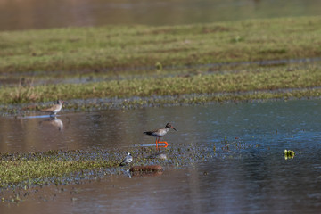 Common Redshank (Tringa totanus)
