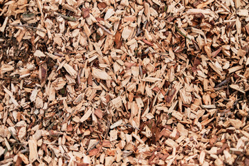 texture of wood