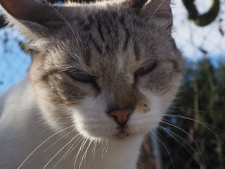  cat doing daily actions photographed up close