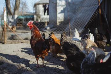 Chicken and roosters with collective farm, pets.